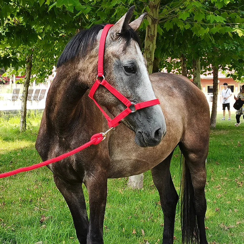 Cavassion Anti-friction headcollar