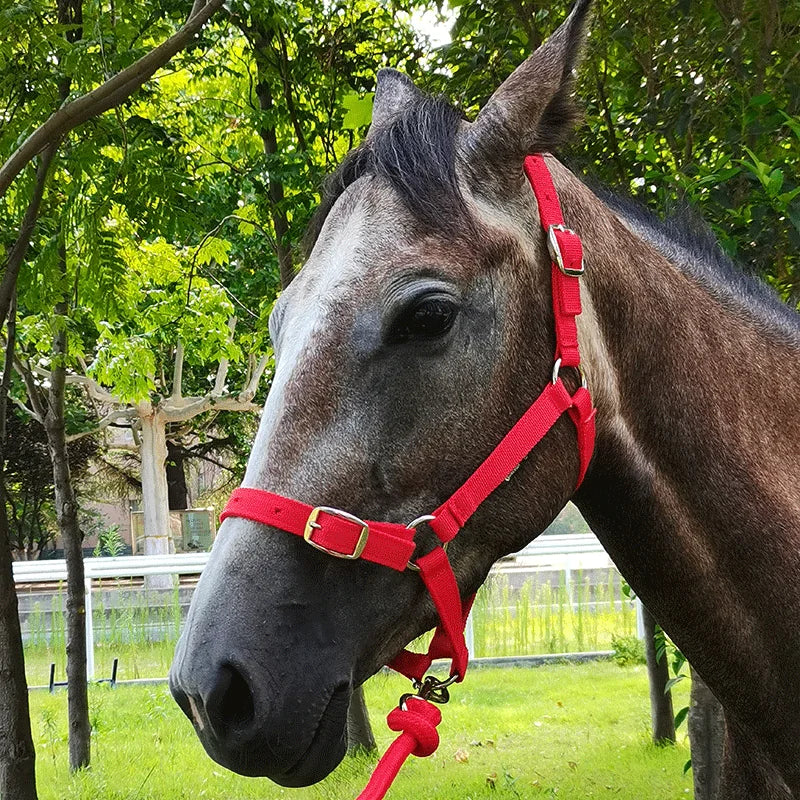 Cavassion Anti-friction headcollar