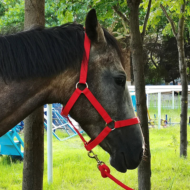 Cavassion Anti-friction headcollar