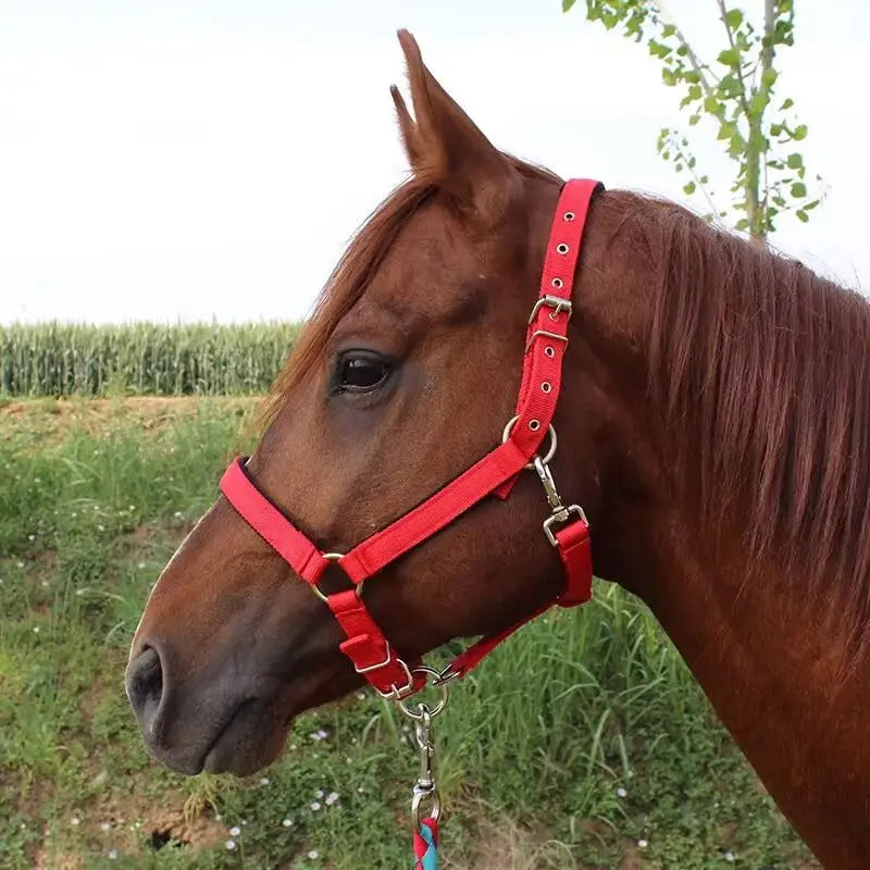 Protective Padded Headcollar