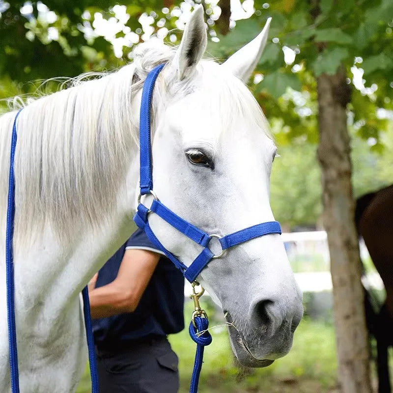 Protective Padded Headcollar